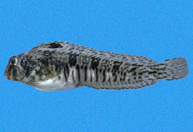 (Hypsoblennius) Род ГИПСОБЛЕННИУСЫ 16 видов
